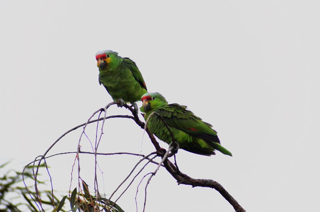 Parrot, Red-lored, 2013-01034167 Brownsvillel, TX.JPG - Red-lored Parrot. Oliveira Park, Brownsville, TX, 1-3-2013